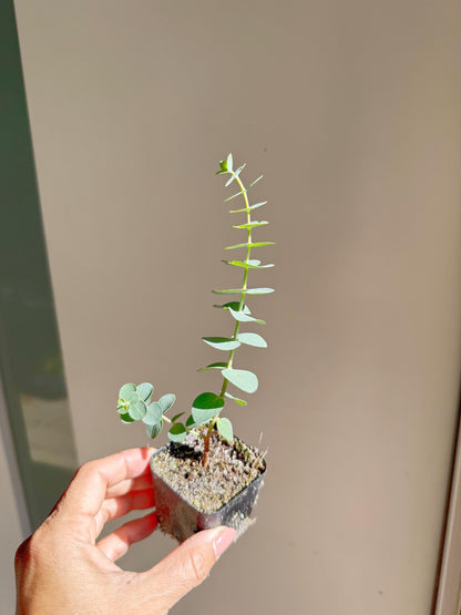 Spiral Gray Eucalyptus 'Baby Blue' Starter Tree – Potted Plant for Garden