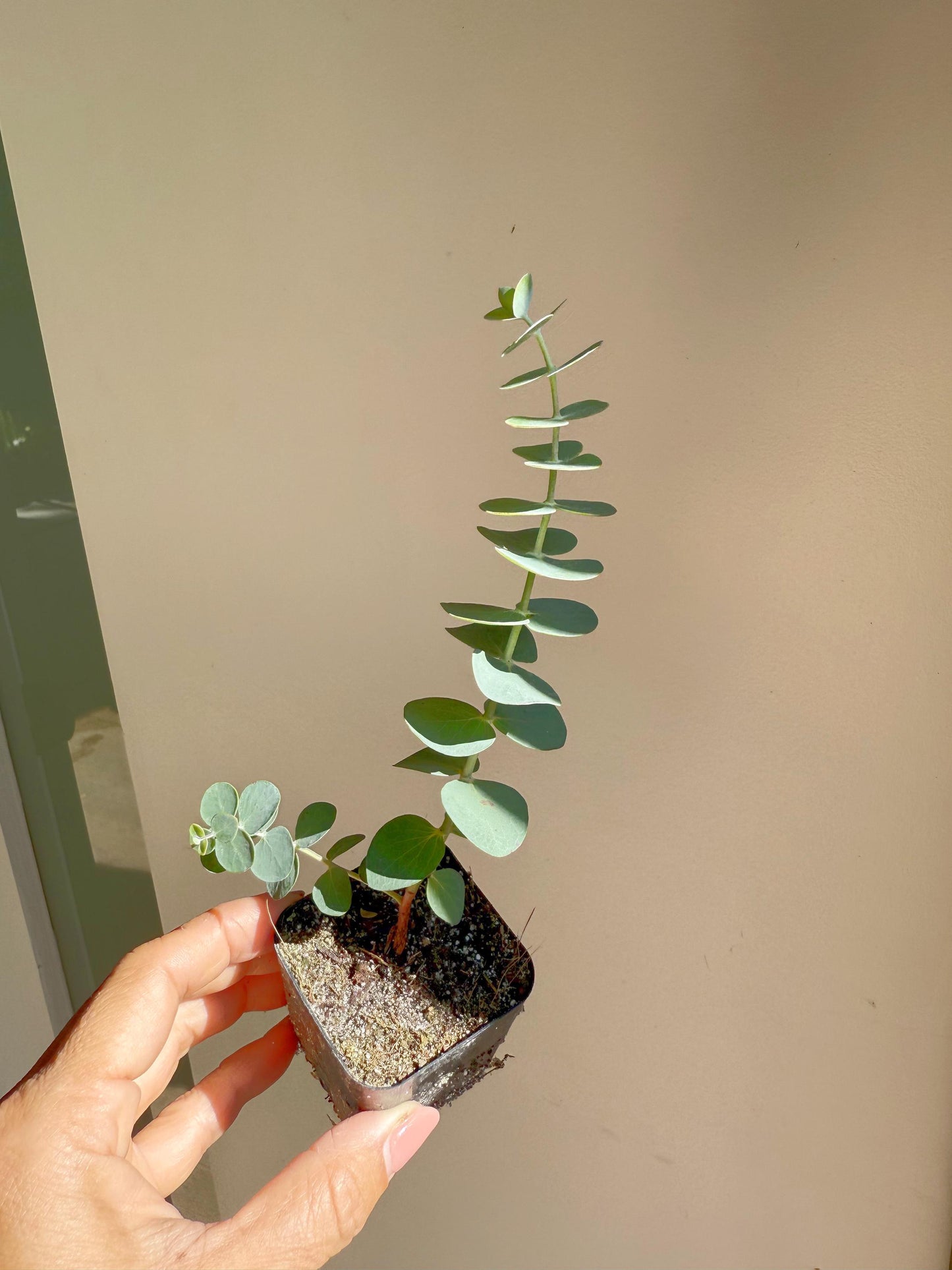 Spiral Gray Eucalyptus 'Baby Blue' Starter Tree – Potted Plant for Garden