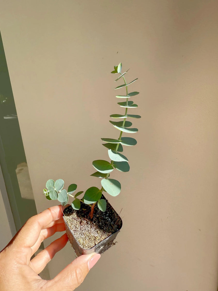 Spiral Gray Eucalyptus Starter Tree – Baby Blue Live Fragrant Plant