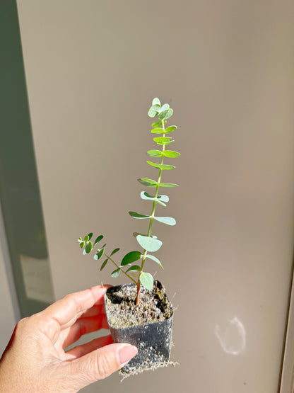 Spiral Gray Eucalyptus 'Baby Blue' Starter Tree – Potted Plant for Garden