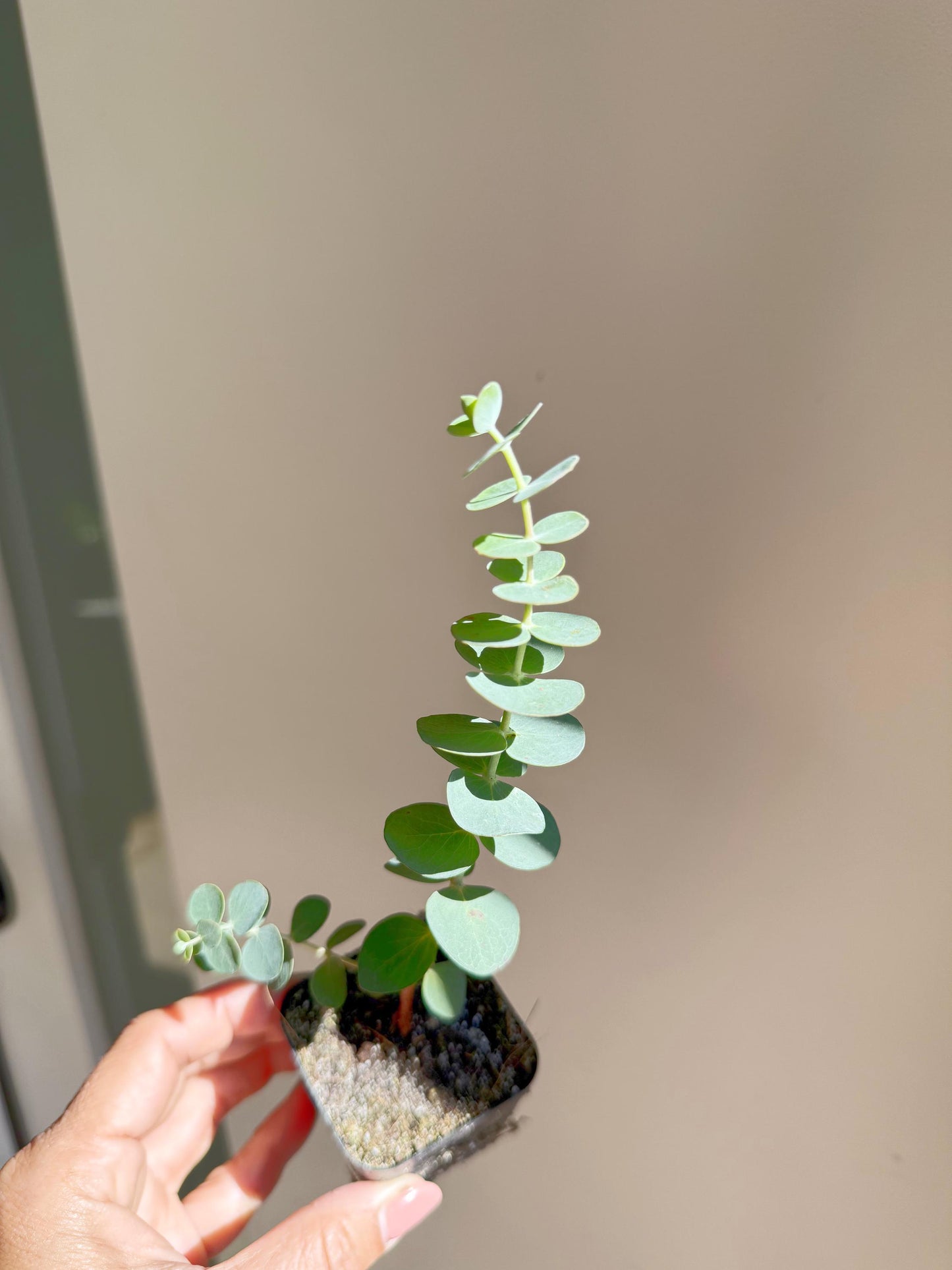 Spiral Gray Eucalyptus 'Baby Blue' Starter Tree – Potted Plant for Garden