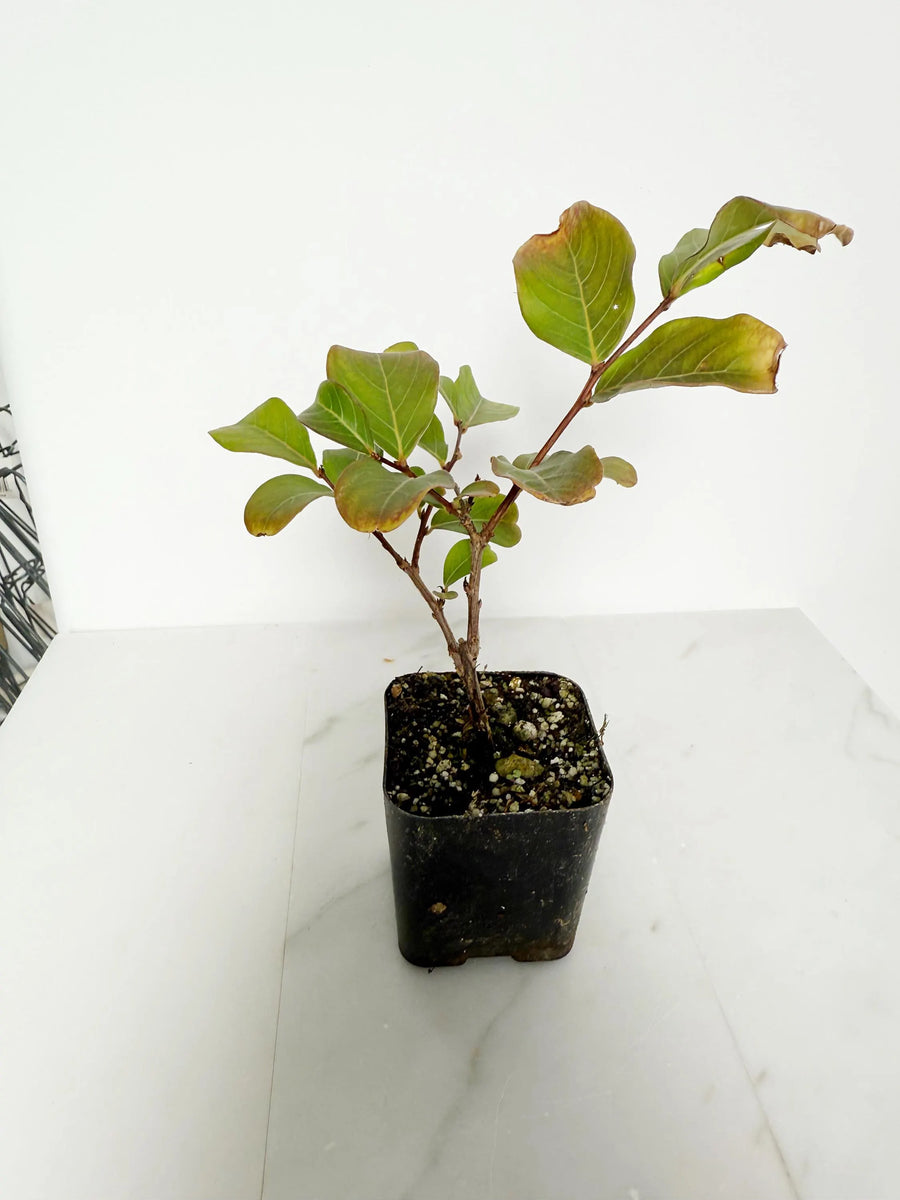 Tuscarora Crape Myrtle – Live Pink Flower Tree Starter Plant