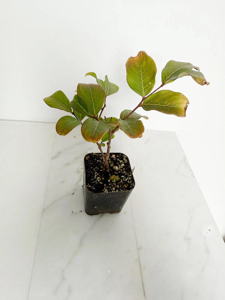 Tuscarora Crape Myrtle – Live Pink Flower Tree Starter Plant