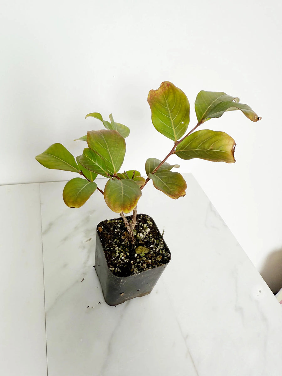 Tuscarora Crape Myrtle – Live Pink Flower Tree Starter Plant