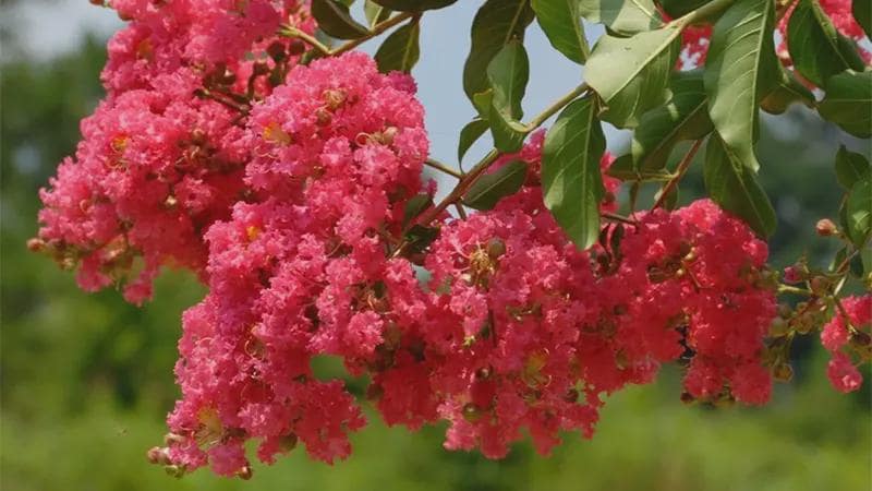 Tuscarora Crape Myrtle – Live Pink Flower Tree Starter Plant