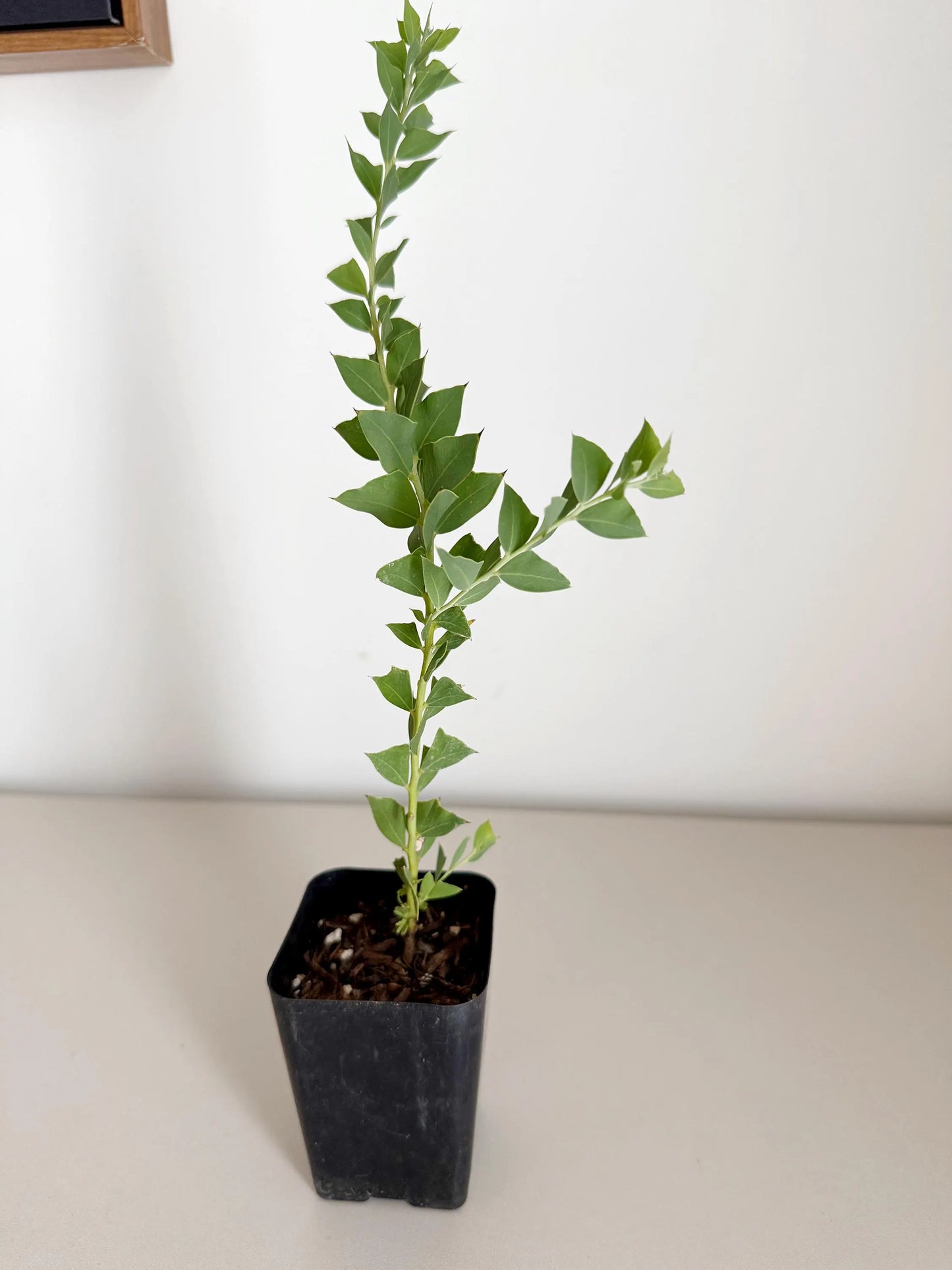 Yellow Fragrant Acacia Bonsai Tree – Evergreen Garden Starter Plant