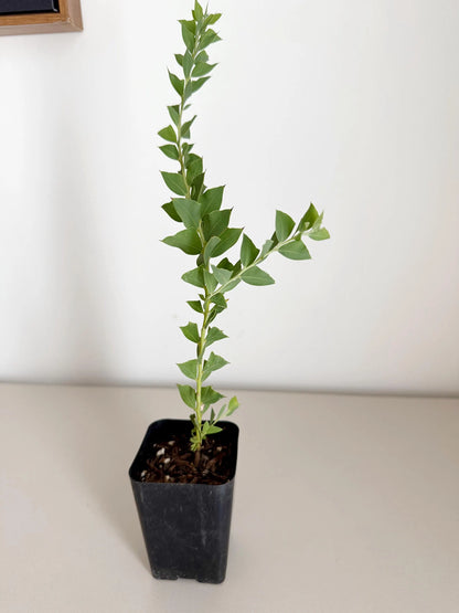 Yellow Fragrant Acacia Bonsai Tree – Evergreen Garden Starter Plant