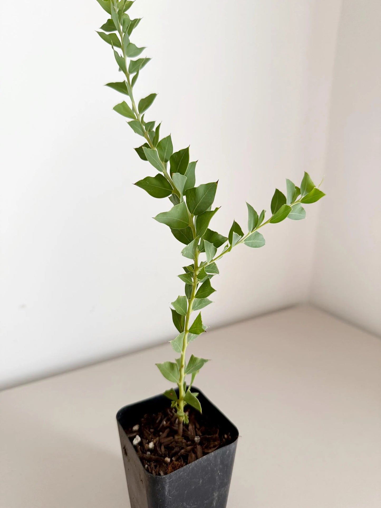 Yellow Fragrant Acacia Bonsai Tree – Evergreen Garden Starter Plant