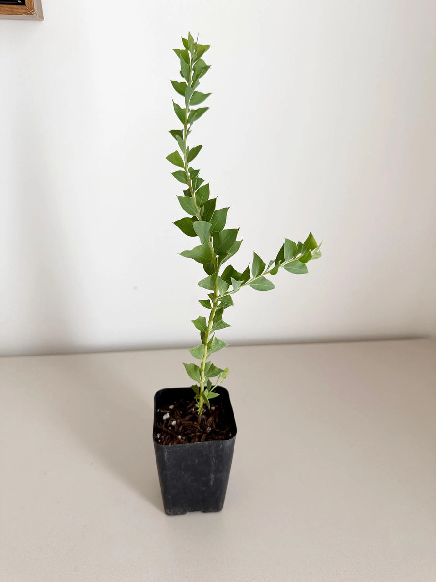 Yellow Fragrant Acacia Bonsai Tree – Evergreen Garden Starter Plant