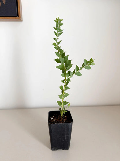 Yellow Fragrant Acacia Bonsai Tree – Evergreen Garden Starter Plant