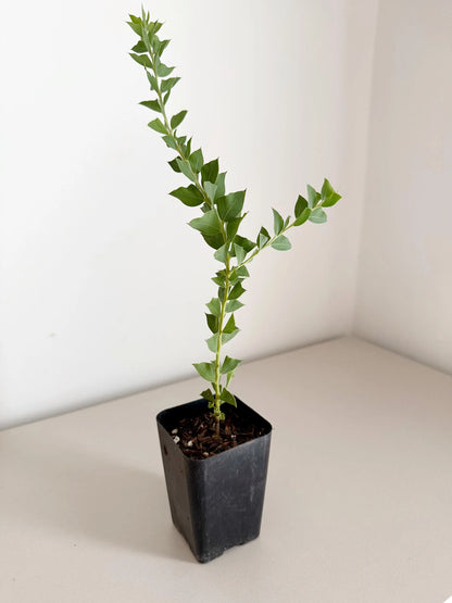 Yellow Fragrant Acacia Bonsai Tree – Evergreen Garden Starter Plant