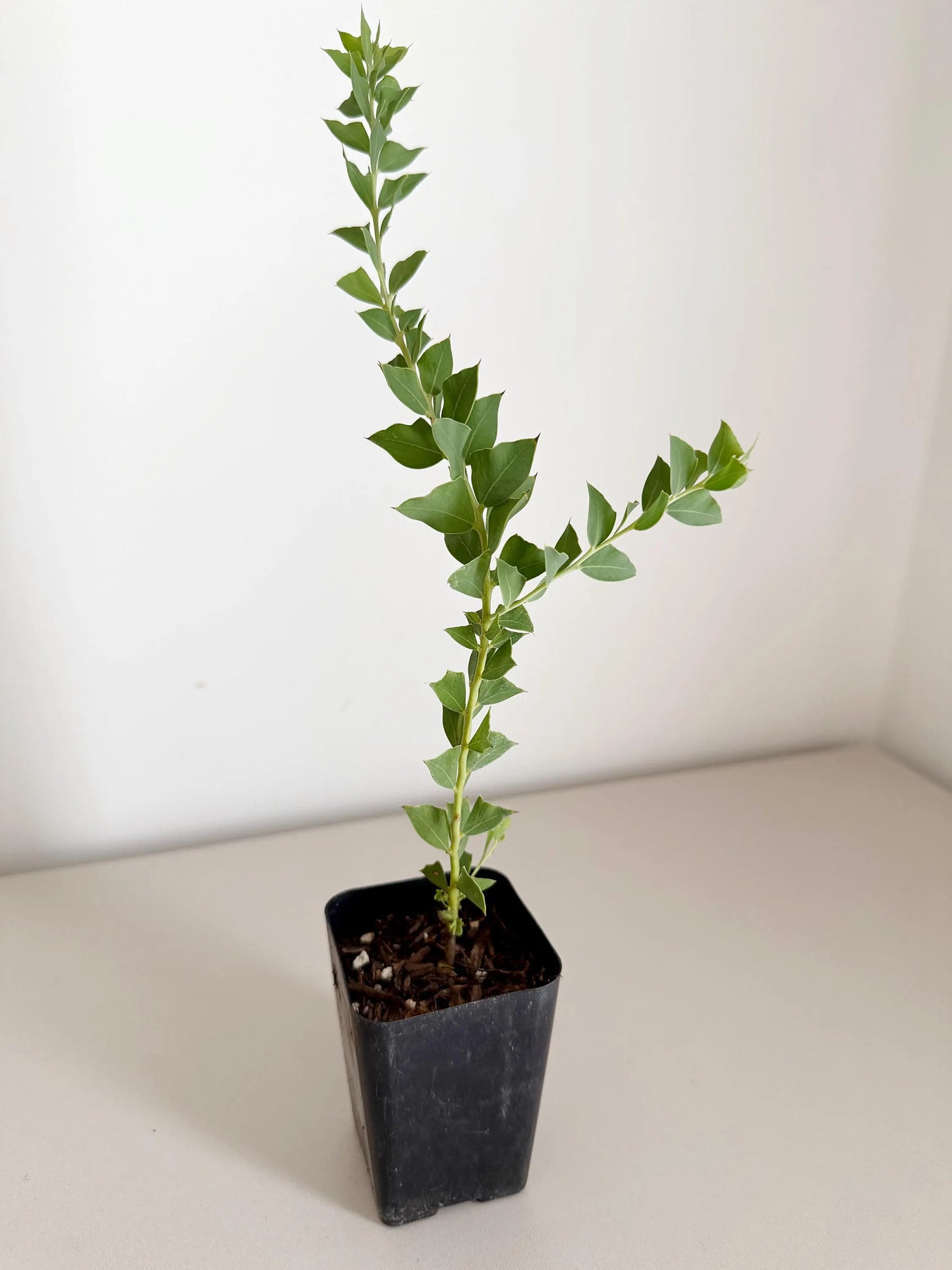 Yellow Fragrant Acacia Bonsai Tree – Evergreen Garden Starter Plant