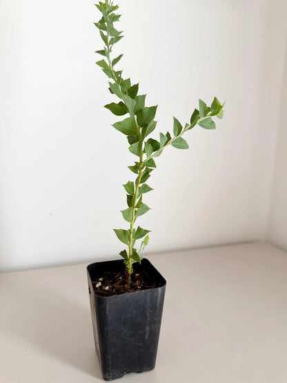 Yellow Fragrant Acacia Bonsai Tree – Evergreen Garden Starter Plant