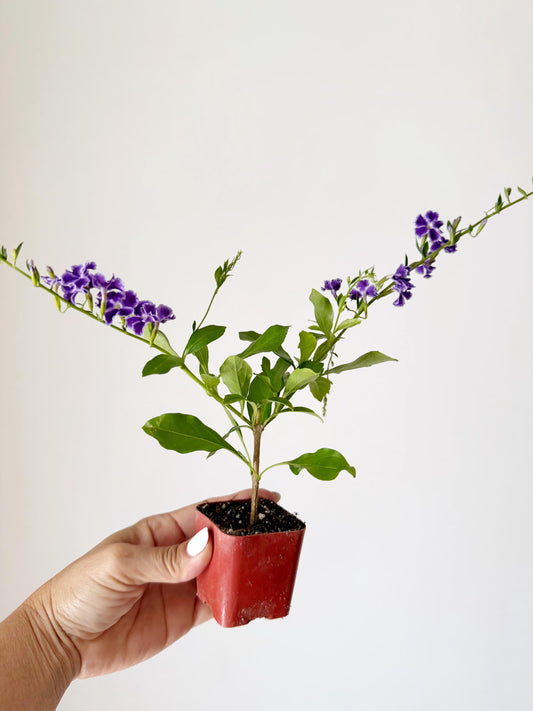 Blue Flower Sapphire Showers Duranta Repens – Shrub for Garden
