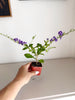 Blue Flower Sapphire Showers Duranta Repens – Shrub for Garden