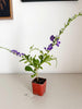 Blue Flower Sapphire Showers Duranta Repens – Shrub for Garden