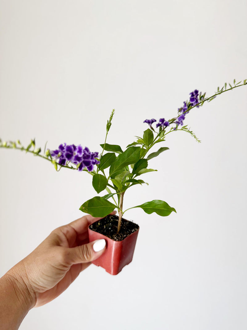 Blue Flower Sapphire Showers Duranta Repens – Shrub for Garden