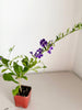 Blue Flower Sapphire Showers Duranta Repens – Shrub for Garden