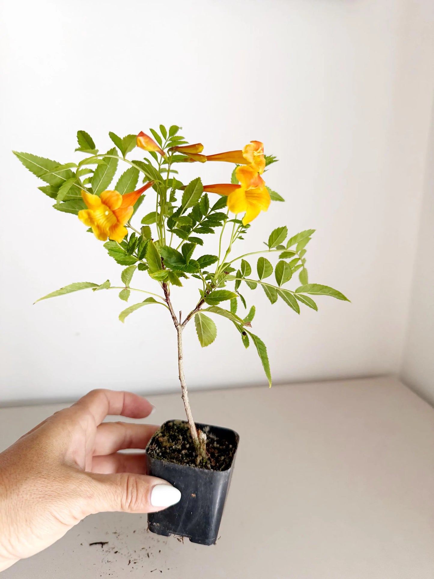 Tecoma Orange Jubilee Flower – Live Starter Plant for Garden