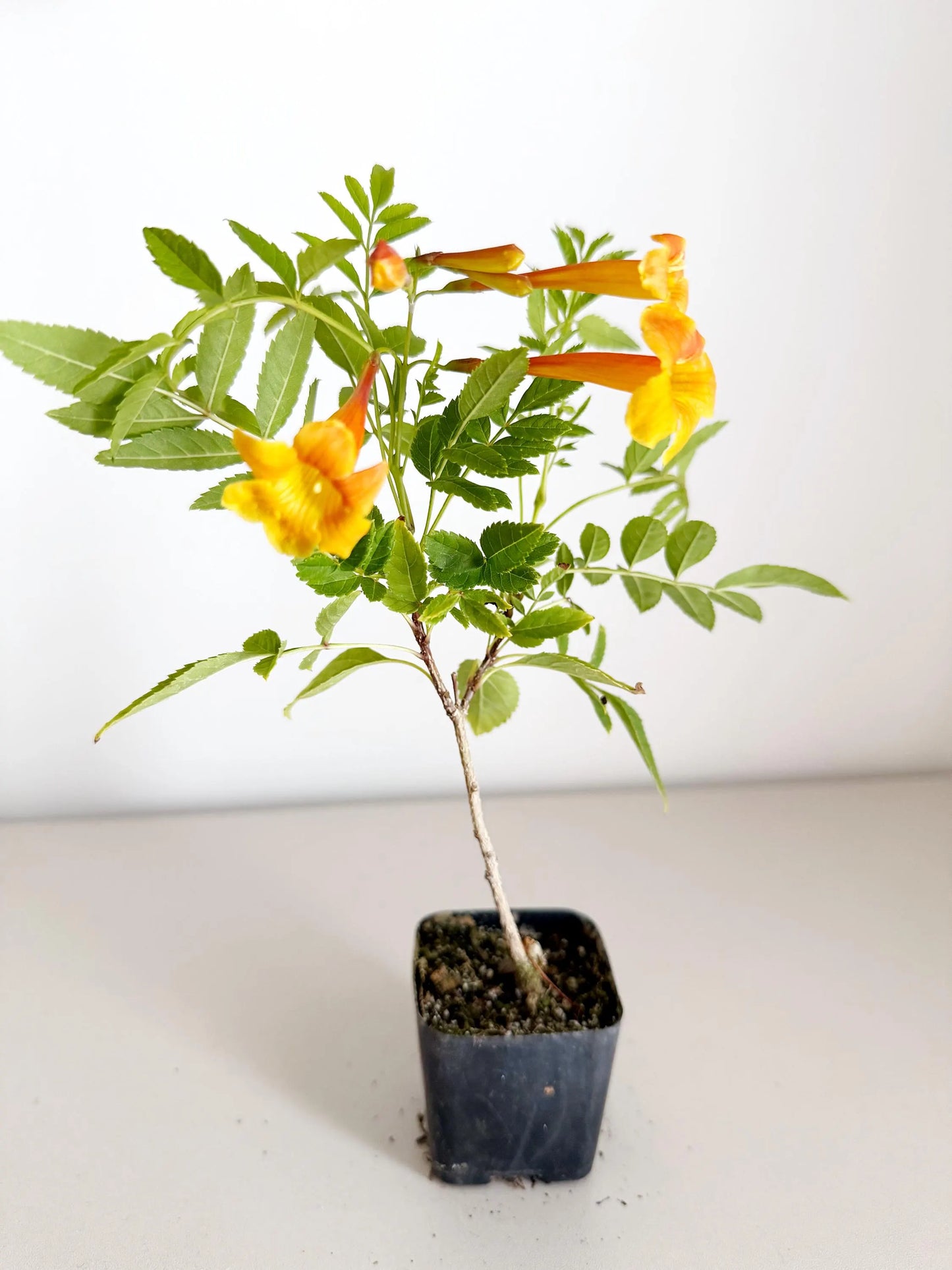 Tecoma Orange Jubilee Flower – Live Starter Plant for Garden
