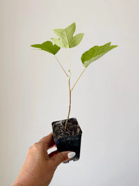 Tulip Tree Liriodendron Tulipifera – Live Starter Plant for Garden