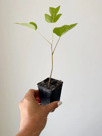Tulip Tree Liriodendron Tulipifera – Live Starter Plant for Garden