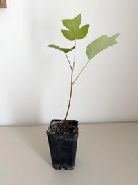 Tulip Tree Liriodendron Tulipifera – Live Starter Plant for Garden