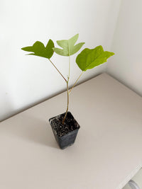 Tulip Tree Liriodendron Tulipifera – Live Starter Plant for Garden