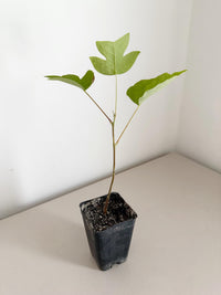 Tulip Tree Liriodendron Tulipifera – Live Starter Plant for Garden