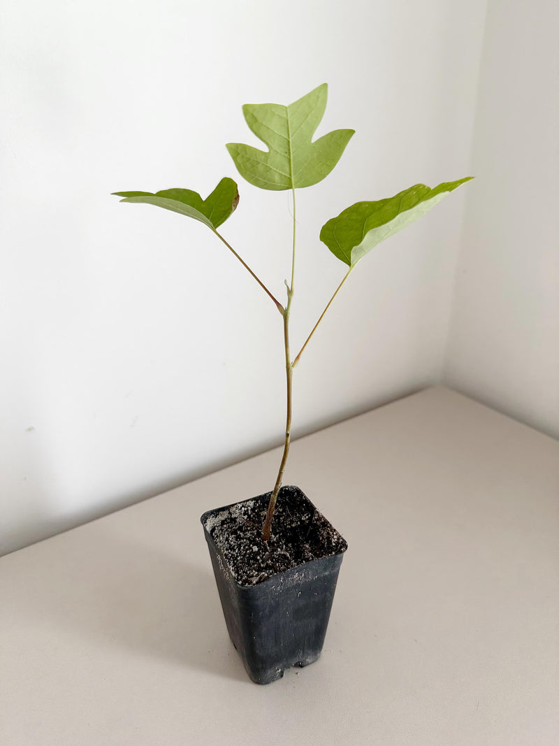 Tulip Tree Liriodendron Tulipifera – Live Starter Plant for Garden