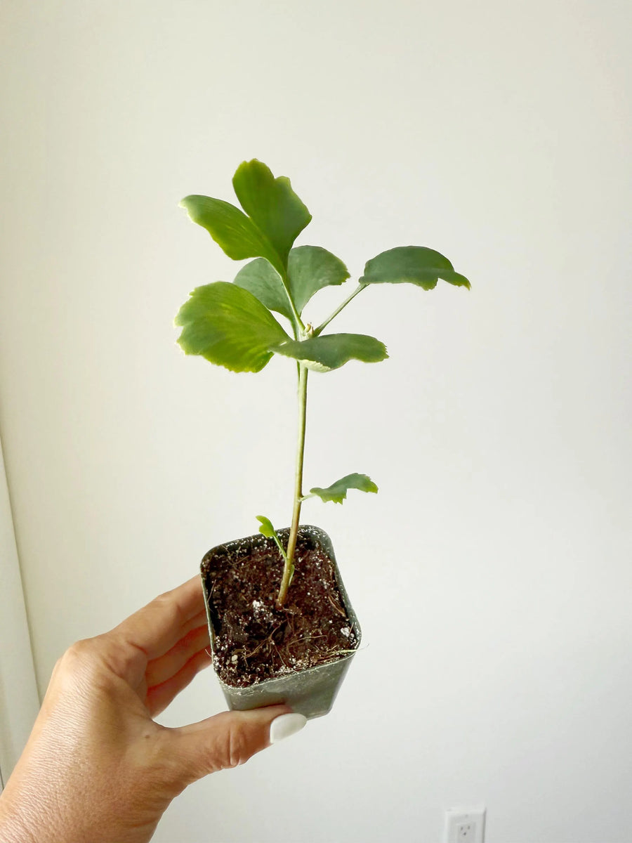 Ginkgo Biloba Starter Tree – Live Maidenhair Sapling