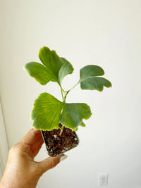 Ginkgo Biloba – Hardy Deciduous Starter Tree