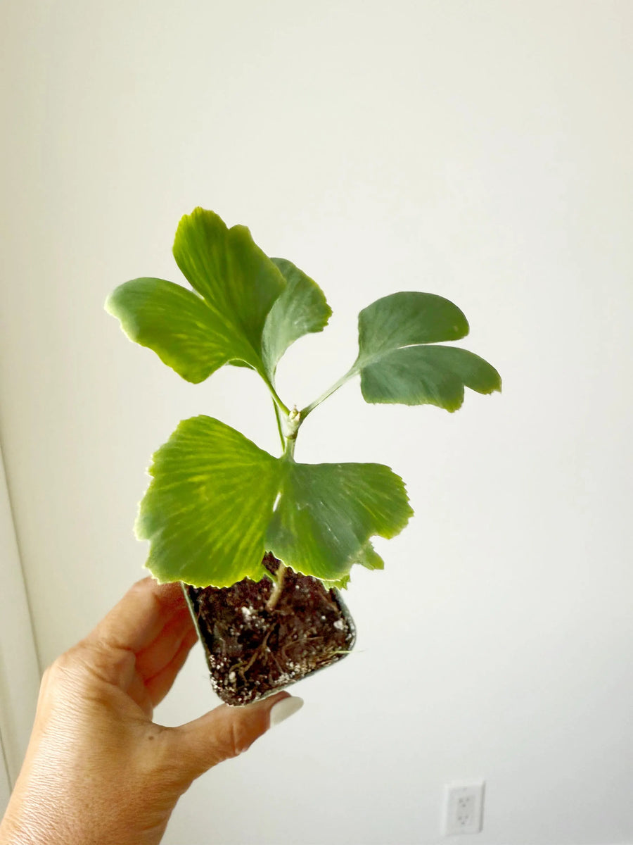 Ginkgo Biloba Starter Tree – Live Maidenhair Sapling