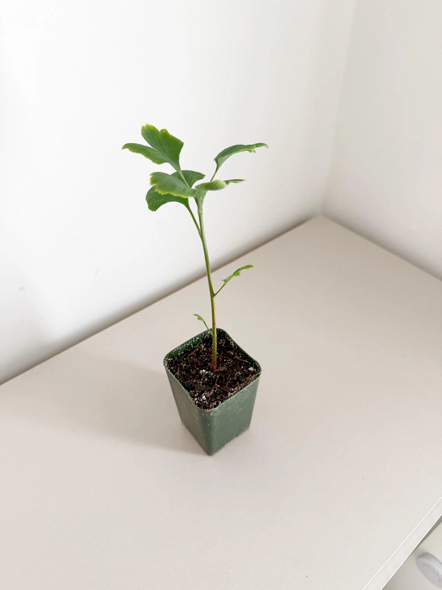 Ginkgo Biloba Starter Tree – Live Maidenhair Sapling