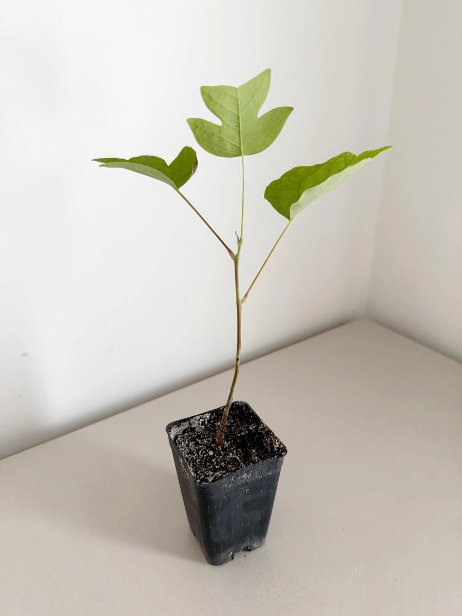 Ginkgo Biloba Starter Tree – Live Maidenhair Sapling