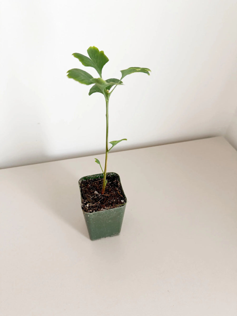 Ginkgo Biloba Starter Tree – Live Maidenhair Sapling