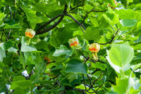 Tulip Tree Liriodendron Tulipifera – Live Starter Plant for Garden