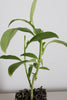 White Night Blooming Jasmine Starter Plant – Fragrant Evergreen Shrub for Outdoors