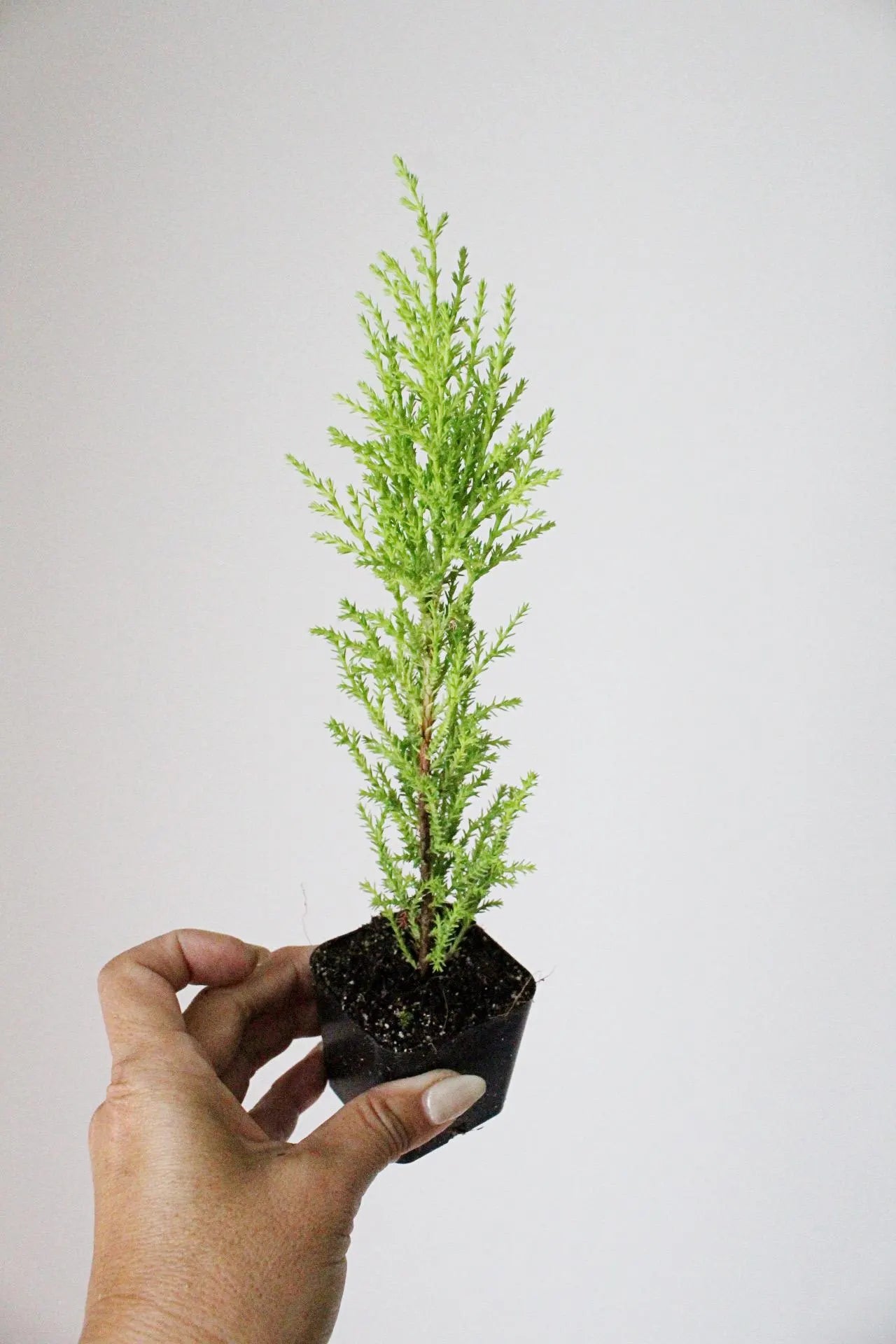 Lemon Scented Cypress Bonsai Tree – Evergreen Starter Tree for Garden