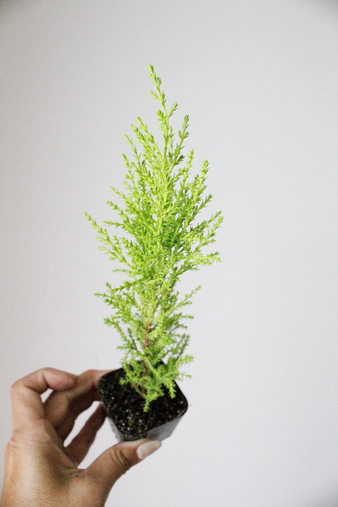 Lemon Scented Cypress Bonsai Tree – Evergreen Starter Tree for Garden
