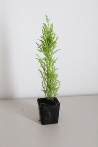 Lemon Scented Cypress Bonsai Tree – Evergreen Starter Tree for Garden