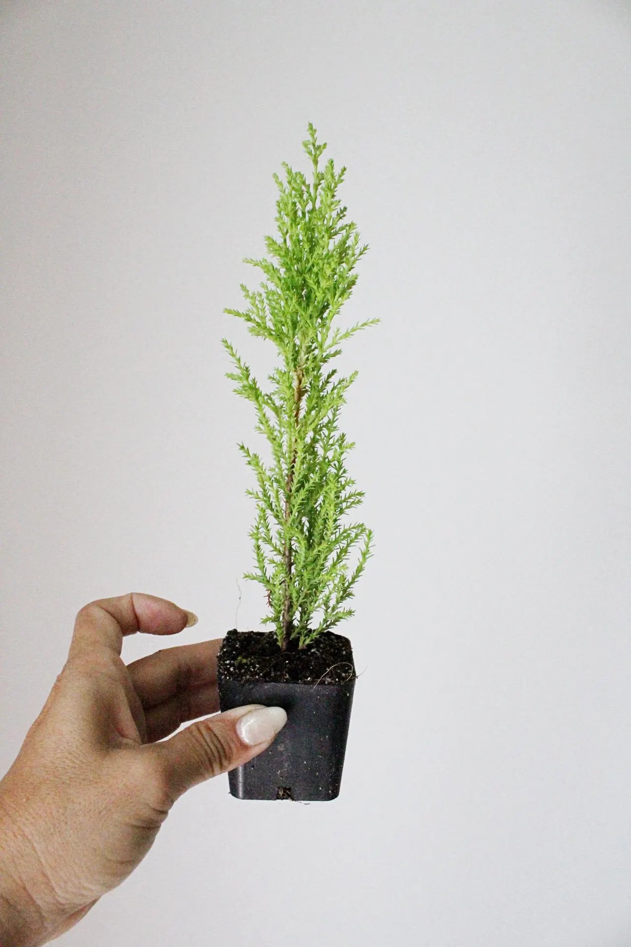Lemon Scented Cypress Bonsai Tree – Evergreen Starter Tree for Garden