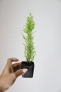 Lemon Scented Cypress Bonsai Tree – Evergreen Starter Tree for Garden