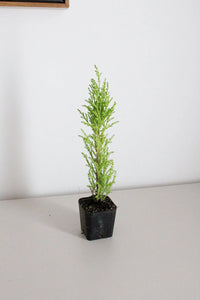Lemon Scented Cypress Bonsai Tree – Evergreen Starter Tree for Garden