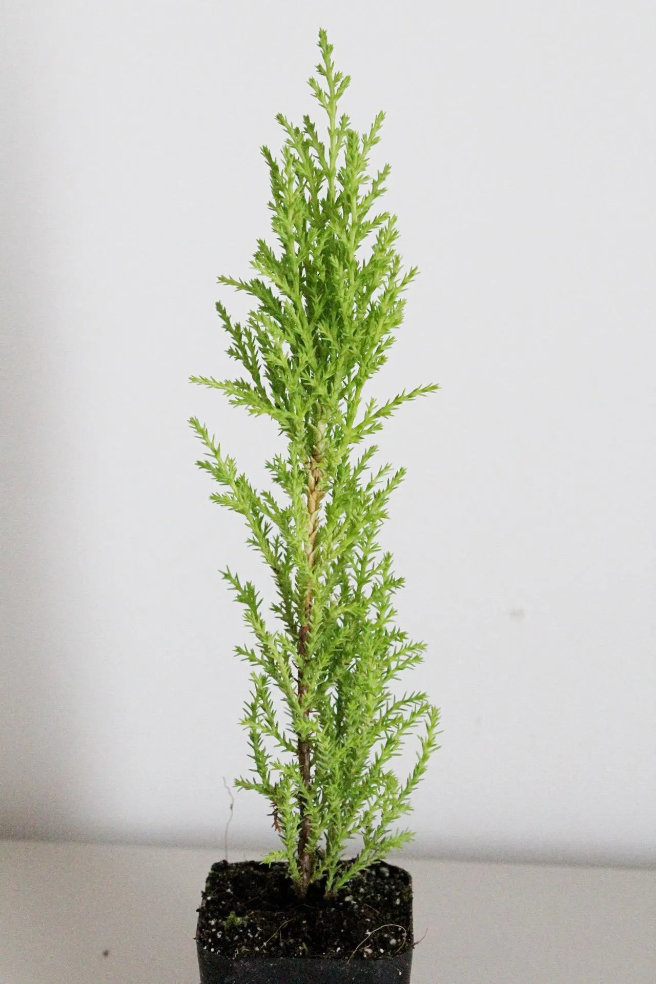 Lemon Scented Cypress Bonsai Tree – Evergreen Starter Tree for Garden