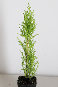 Lemon Scented Cypress Bonsai Tree – Evergreen Starter Tree for Garden
