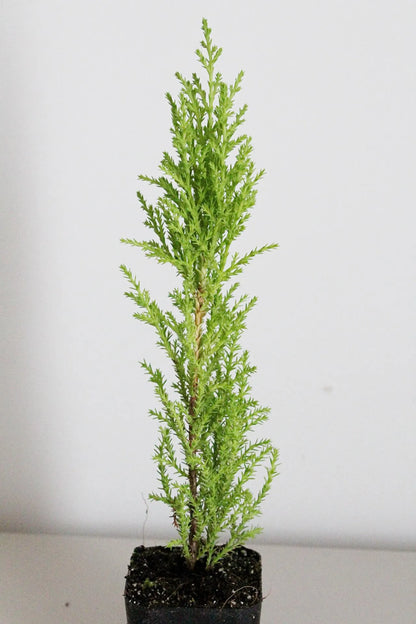 Lemon Scented Cypress Bonsai Tree – Evergreen Starter Tree for Garden
