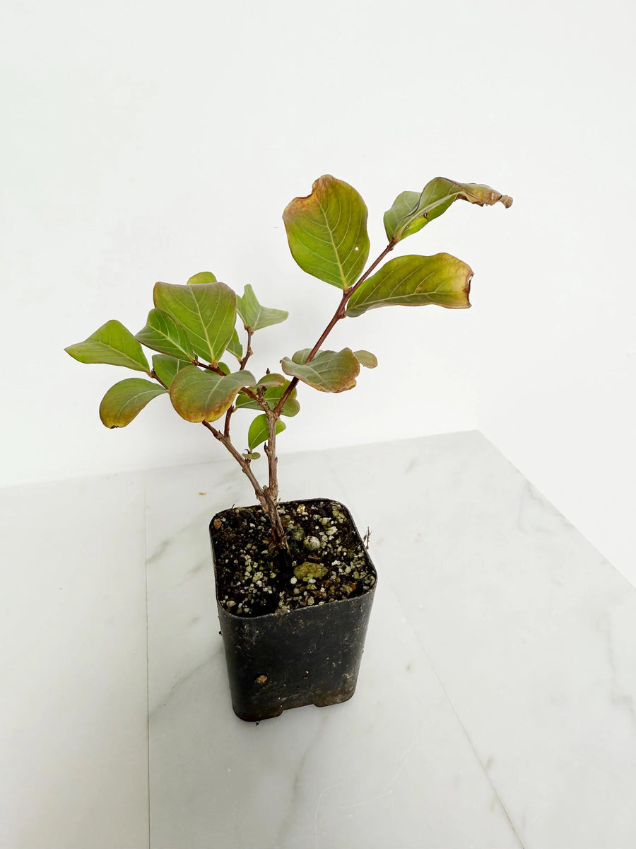 Tuscarora Crape Myrtle – Live Pink Flower Tree Starter Plant