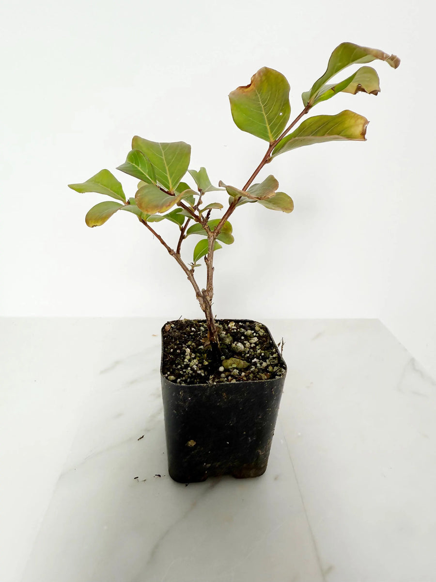 Tuscarora Crape Myrtle – Live Pink Flower Tree Starter Plant