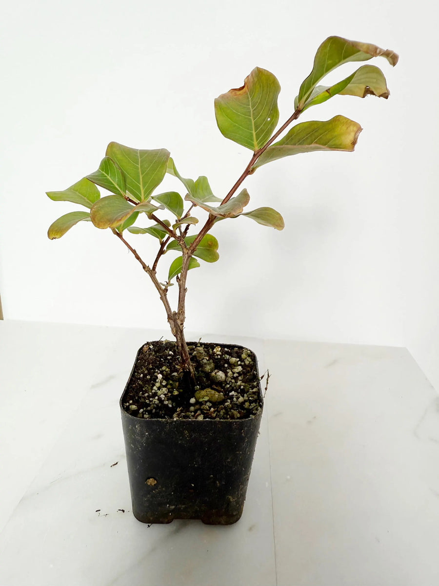 Tuscarora Crape Myrtle – Live Pink Flower Tree Starter Plant